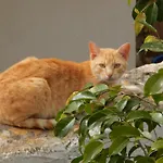Nel Giardino Di Nunziatina