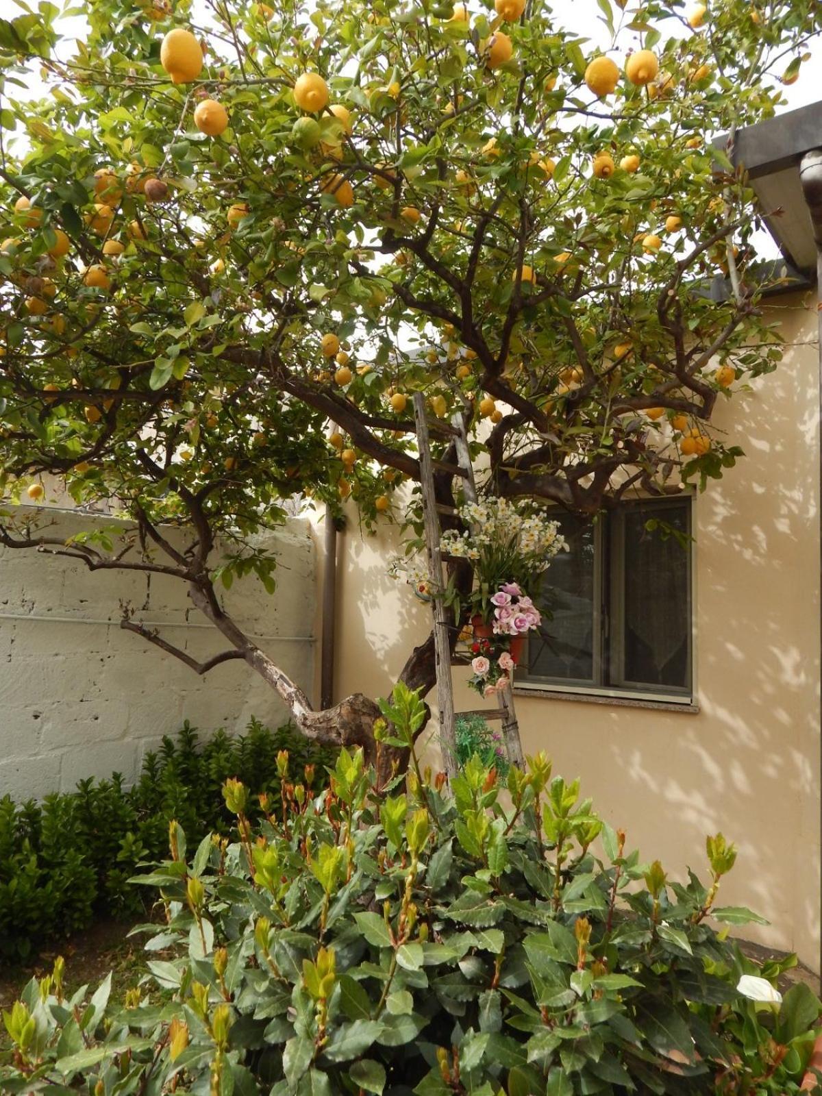 Apartamento Nel Giardino Di Nunziatina